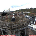 17_15-nest.jpg