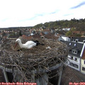 17_35-nest.jpg