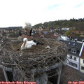 18_00-nest.jpg