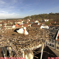 10_15-nest.jpg