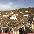 10_45-nest.jpg