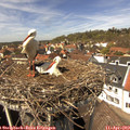 14_00-nest.jpg