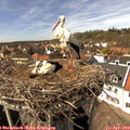 15_00-nest.jpg
