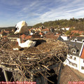 15_05-nest.jpg