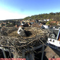 17_10-nest.jpg