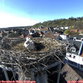 17_15-nest.jpg