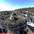 17_20-nest.jpg