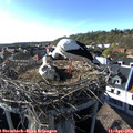 17_30-nest.jpg
