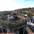 18_25-nest.jpg