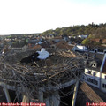 19_05-nest.jpg