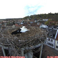 19_35-nest.jpg