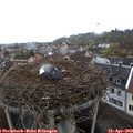 11_00-nest.jpg