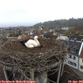 08_35-nest.jpg