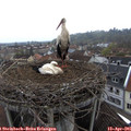09_00-nest.jpg