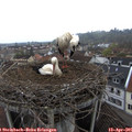 09_05-nest.jpg
