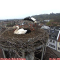 09_25-nest.jpg