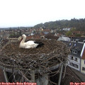 09_40-nest.jpg