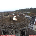 11_05-nest.jpg