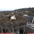11_35-nest.jpg