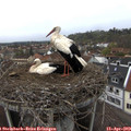 14_10-nest.jpg