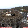 14_55-nest.jpg