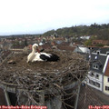 15_00-nest.jpg