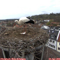 15_15-nest.jpg