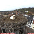 15_20-nest.jpg
