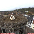 15_25-nest.jpg