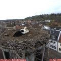 16_00-nest.jpg