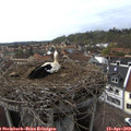 16_05-nest.jpg