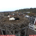 16_40-nest.jpg