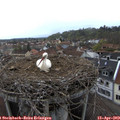 17_15-nest.jpg