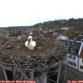 17_25-nest.jpg