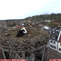 17_55-nest.jpg