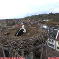 18_00-nest.jpg