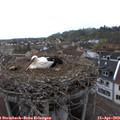 18_15-nest.jpg