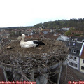 18_35-nest.jpg