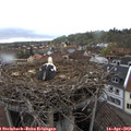 17_00-nest.jpg