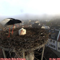 07_05-nest.jpg