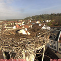 09_35-nest.jpg