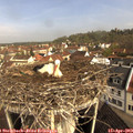 10_00-nest.jpg