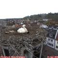14_05-nest.jpg