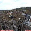 17_00-nest.jpg