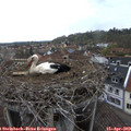 18_00-nest.jpg