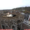 18_05-nest.jpg