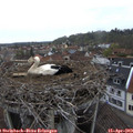 18_15-nest.jpg