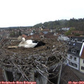 18_25-nest.jpg