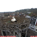 07_30-nest.jpg