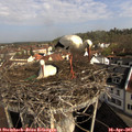 09_20-nest.jpg